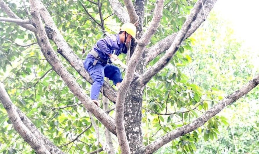 cong vien Tao Dan TP.HCM anh 1