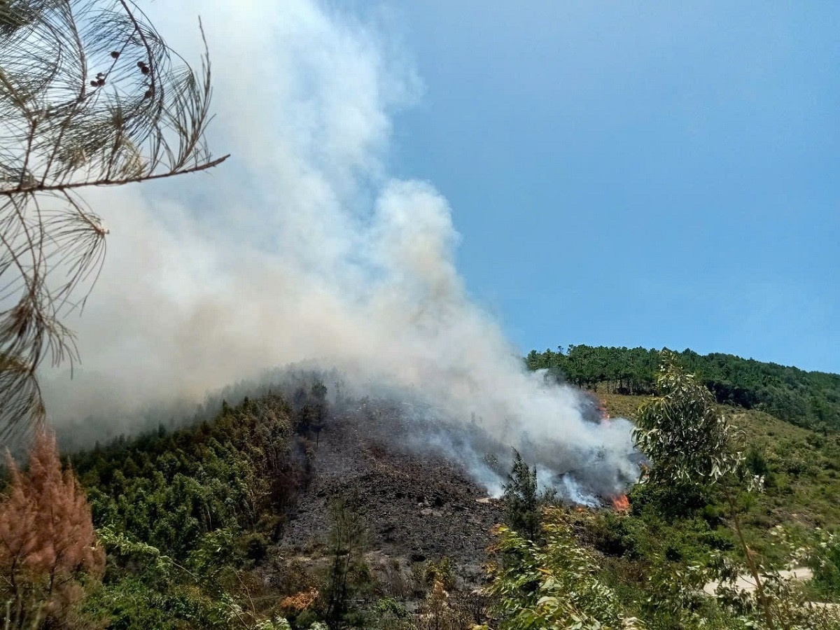Chay rung Quang Binh anh 1