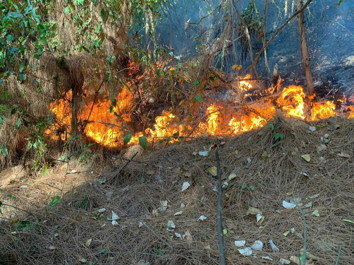 Chay rung Quang Binh anh 3