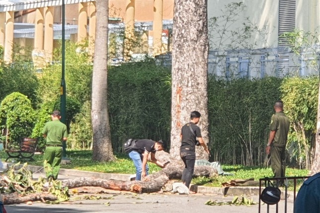 Tao Dan,  Nhanh cay,  TP.HCM anh 1