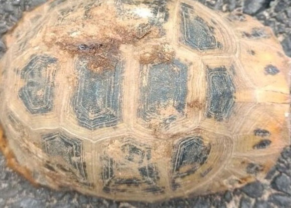 Phat hien rua nui vang quy hiem o Ha Tinh hinh anh