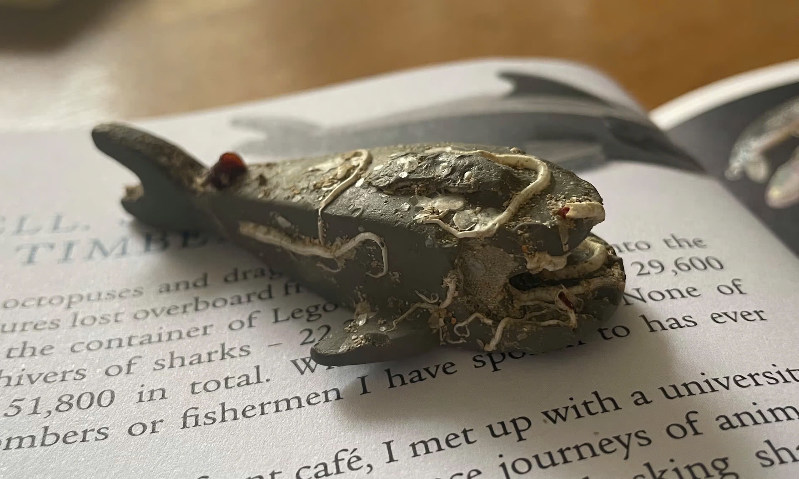 Tim thay ca map Lego sieu hiem roi xuong bien 27 nam truoc hinh anh