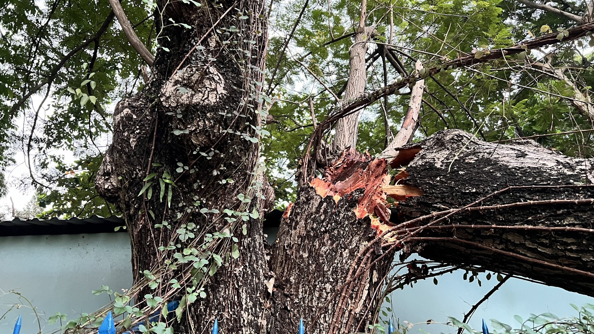 Ho Con Rua TP.HCM anh 2