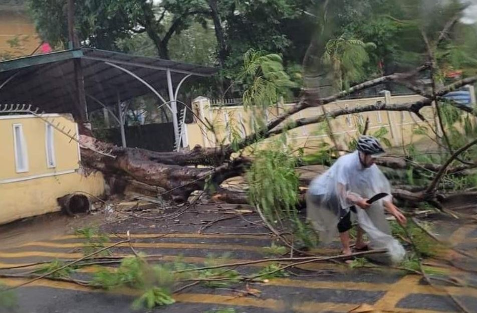 Cay phuong bat goc, de sap tuong truong hoc o Hue hinh anh