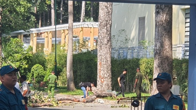 Cong an TP.HCM noi ve vu cay xanh gay canh khien 2 nguoi tu vong hinh anh