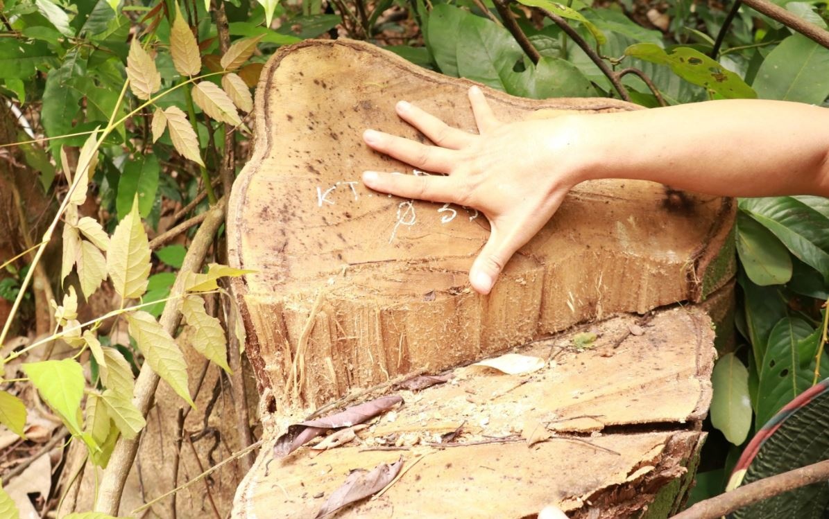 Lam tac chat ha hang loat cay rung tu nhien o Quang Tri hinh anh