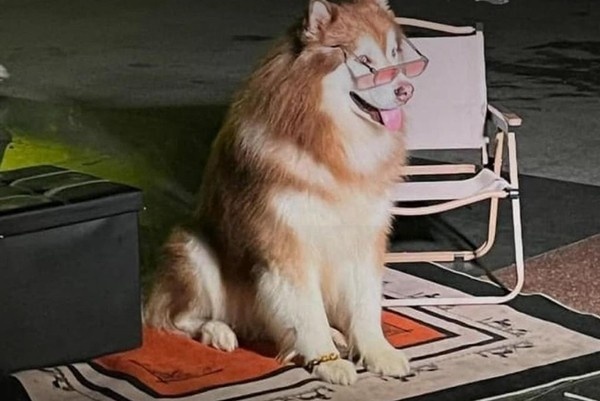 Da Lat se cham dut dich vu chup anh voi thu cung hinh anh