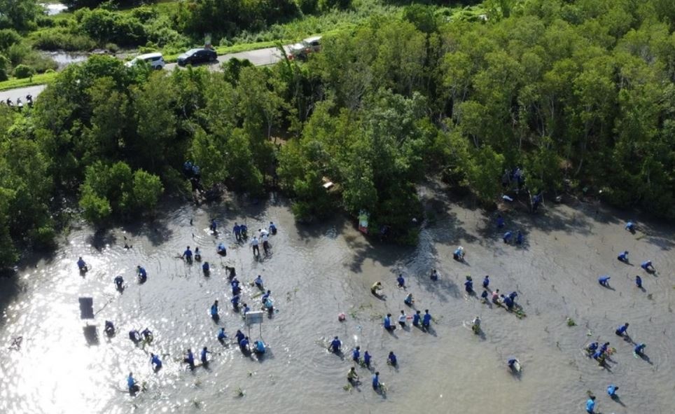 Ca Mau trong them 120.000 cay mam trong Chien dich 1 ty cay xanh hinh anh