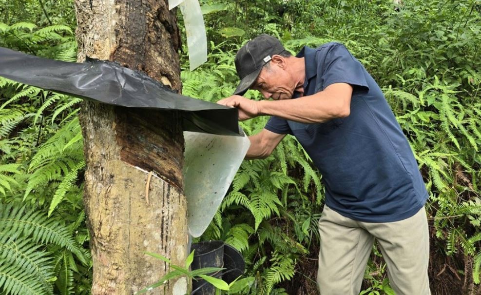 Vo mong 'vang trang' hinh anh