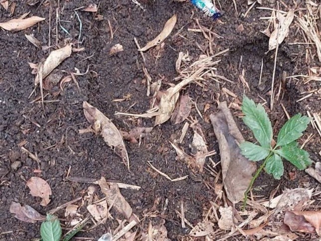 Hang tram goc sam Ngoc Linh bi danh cap hinh anh