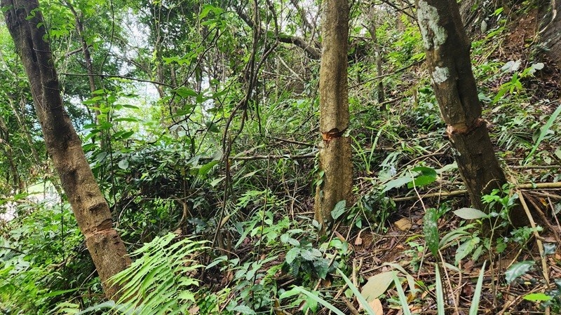 Pha rung Thanh Hoa anh 3