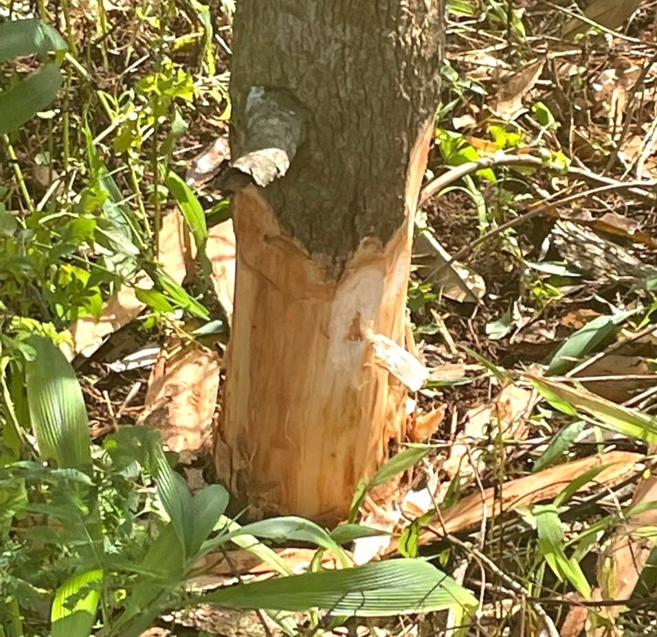 Sau rieng Dak Lak anh 1