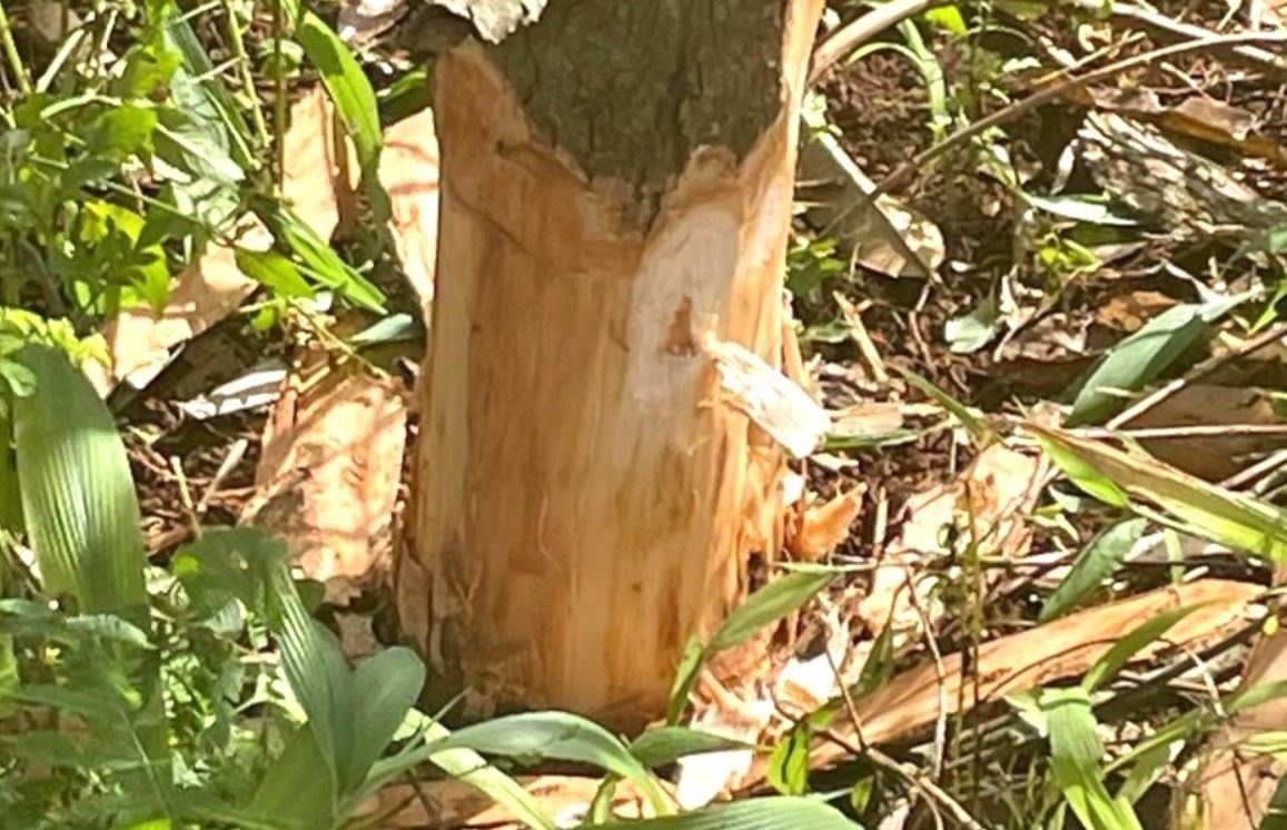 Nguoi dan ong len vao vuon, deo goc sau rieng tra thu ca nhan hinh anh