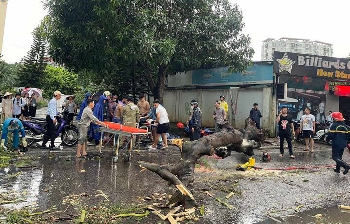 11 vu tai nan do cay gay do trong mua dong o Ha Noi hinh anh