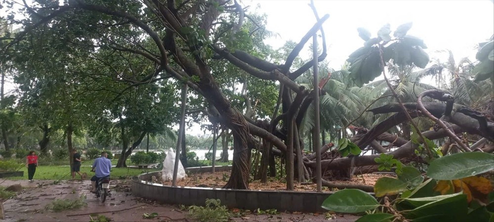 Ha Noi trong lai cay co gia tri sau bao Yagi hinh anh