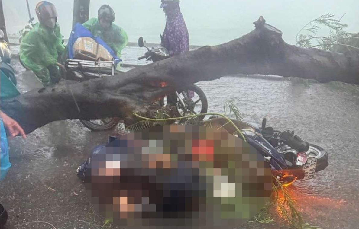 Cay phuong bat goc de mot phu nu tu vong o Ha Noi hinh anh