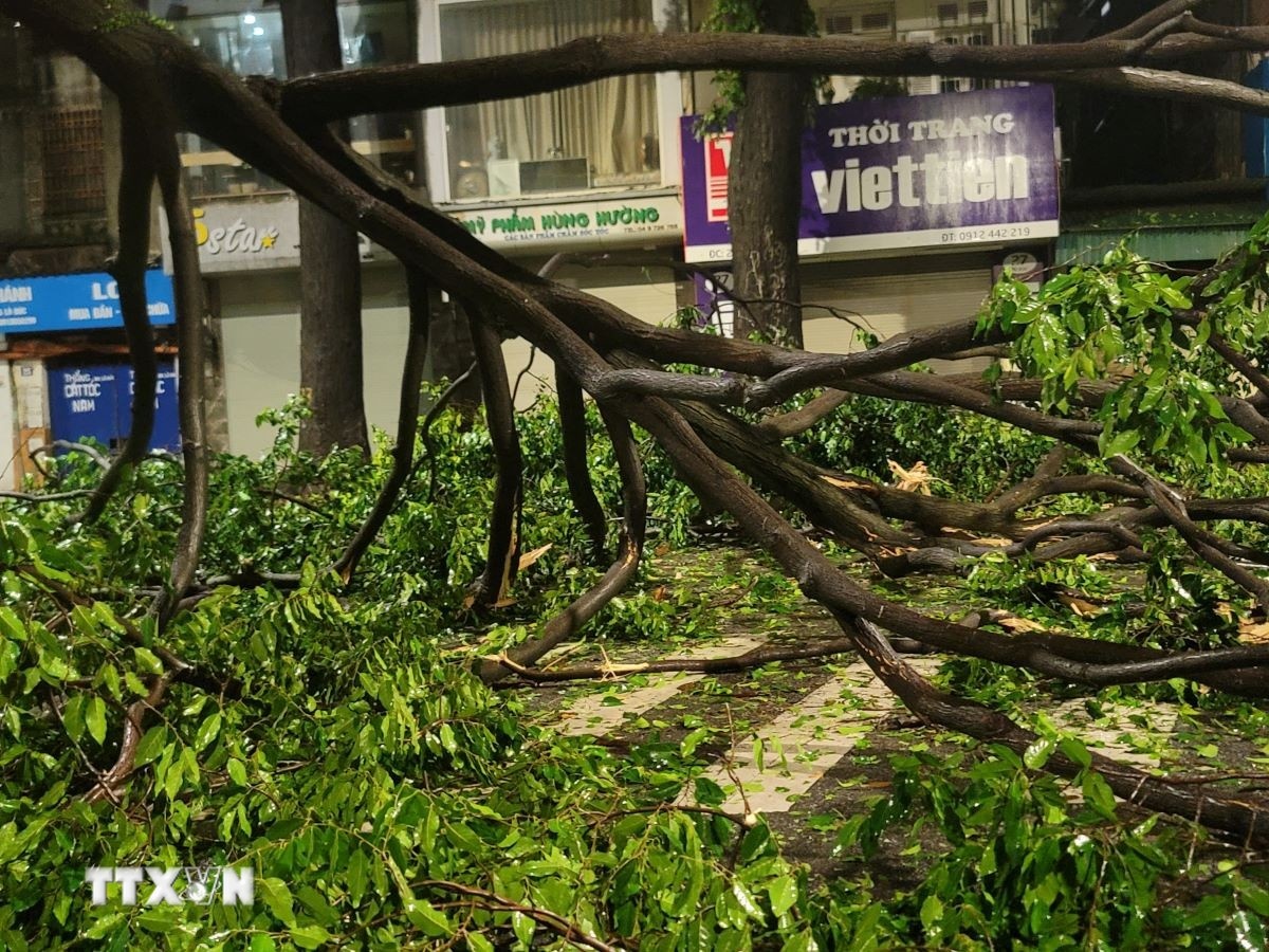 2.200 cay xanh anh 1