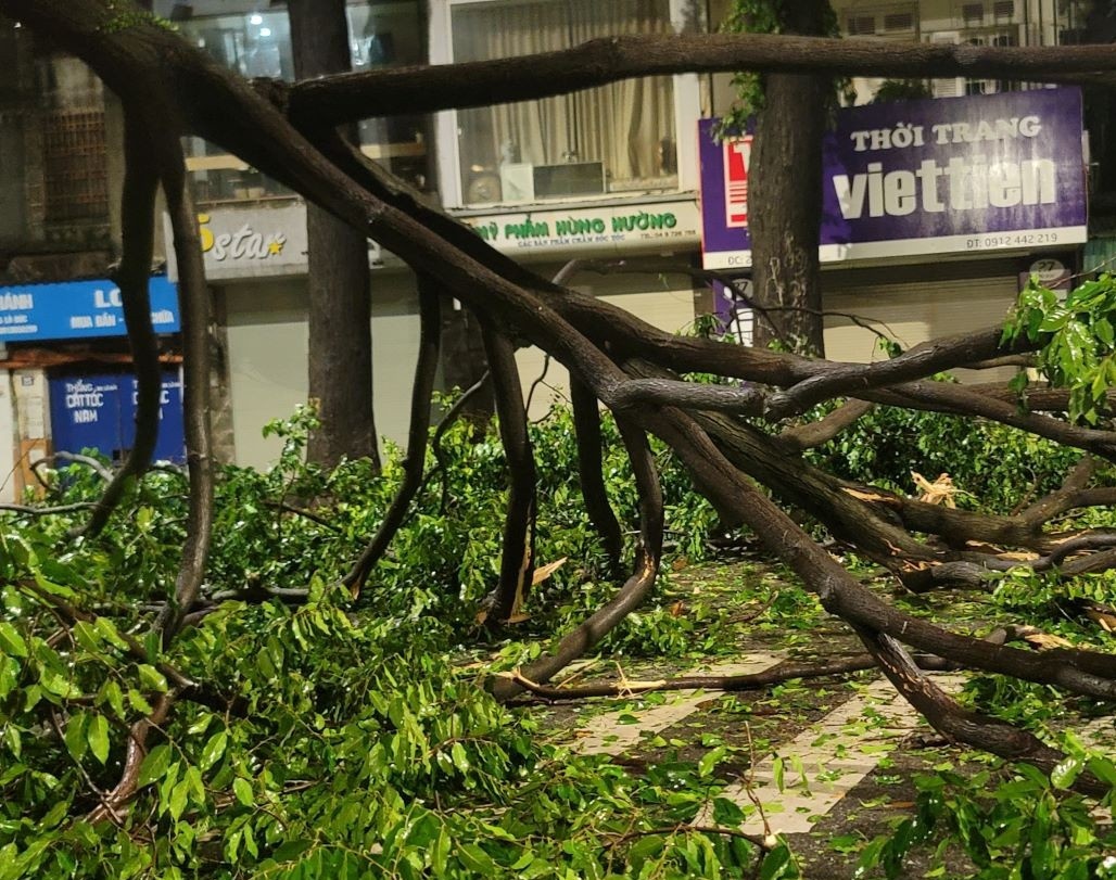 Hon 2.200 cay xanh o Ha Noi gay do, nguoi dan van nen than trong hinh anh