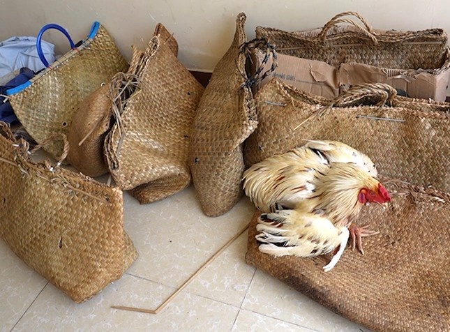 Pha truong ga,  Binh Thuan,  Lam Dong anh 2