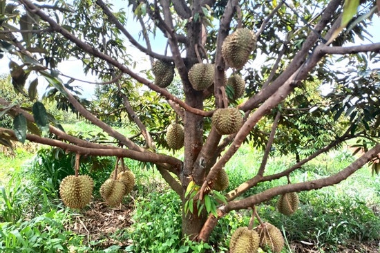 Bay dien bao ve sau rieng khien mot nguoi tu vong, chu vuon bi bat hinh anh