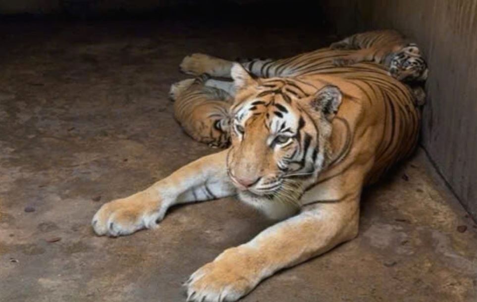 Ho chet bat thuong o Dong Nai, khu du lich da mo xac va cap dong hinh anh