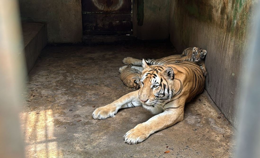 Hon 40 con ho o Dong Nai, Long An chet lien tuc hinh anh