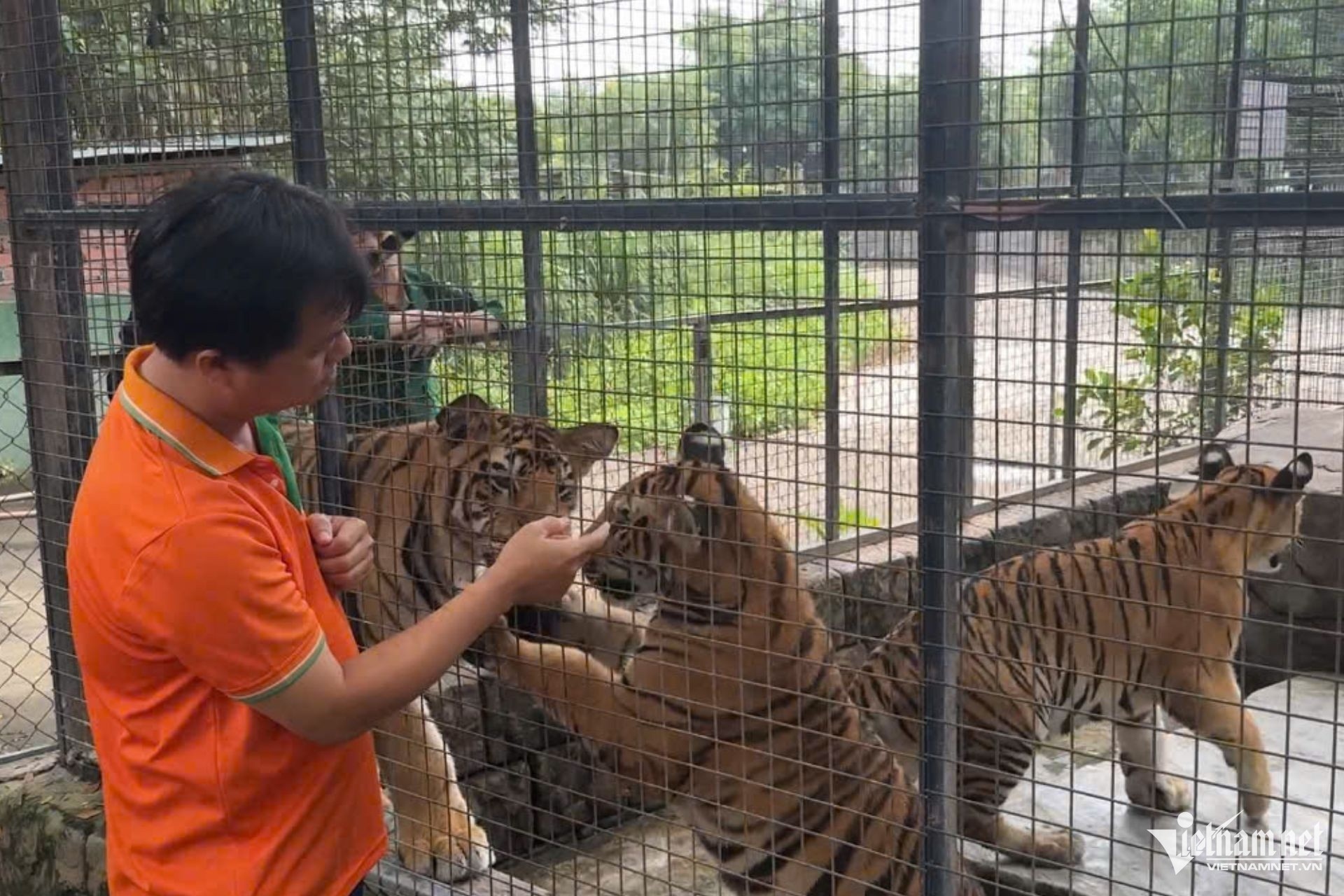 Ho chet Vuon Xoai anh 2