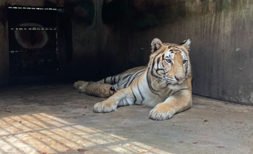 Kien nghi tieu huy gap so ho, bao chet o Vuon Xoai hinh anh