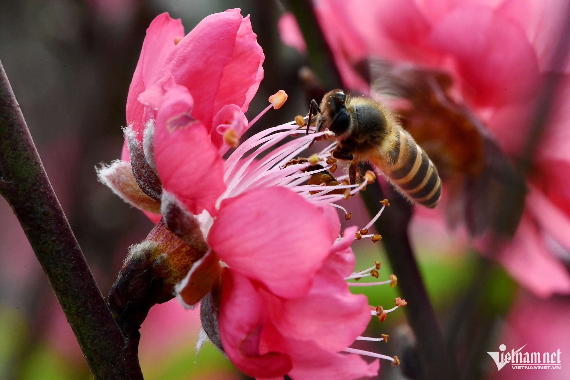 Tang nghi le Tet anh 1
