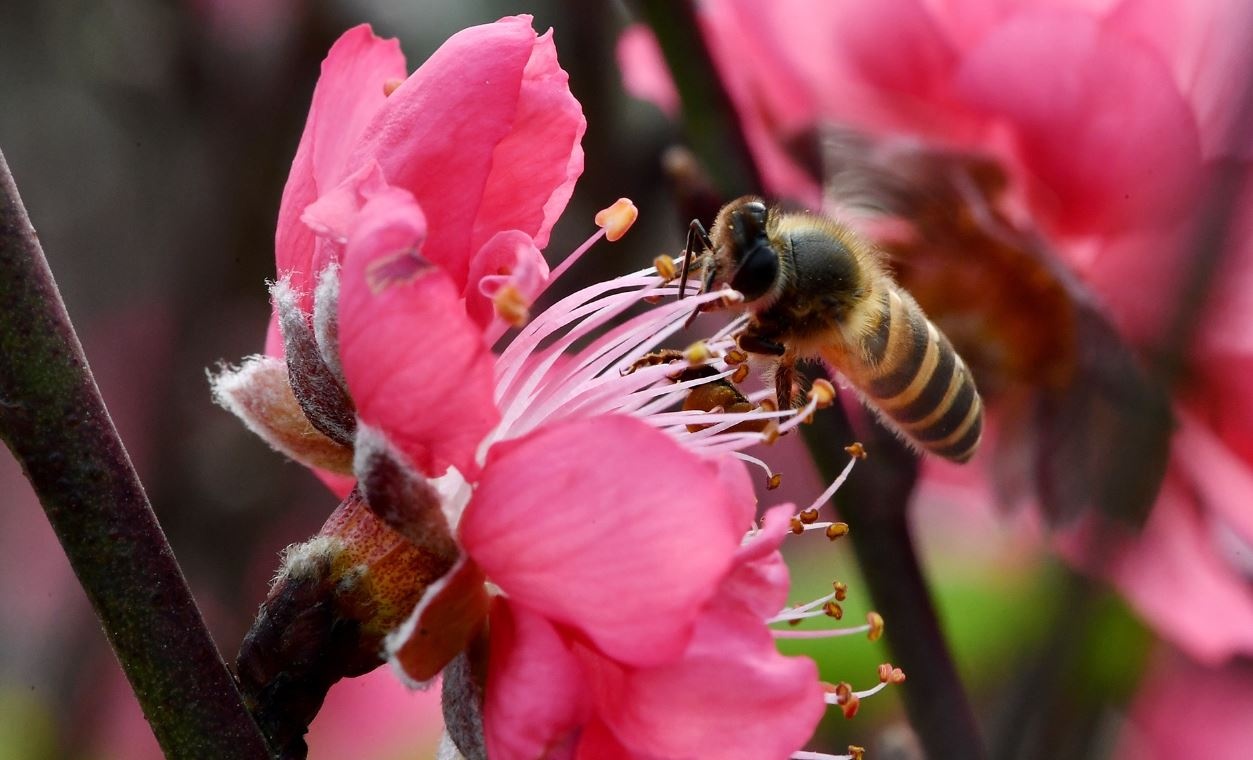 Tiep tuc de xuat tang ngay nghi le, Tet trong nam hinh anh