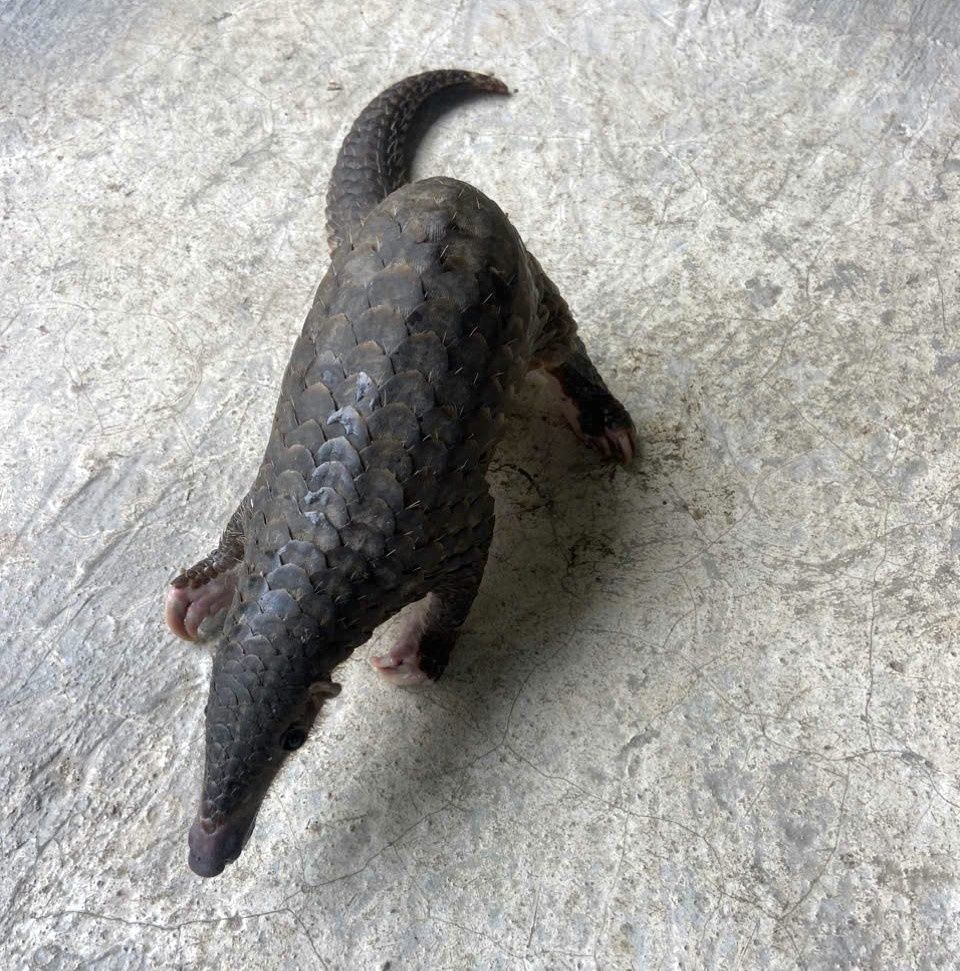 Te te quy hiem anh 1