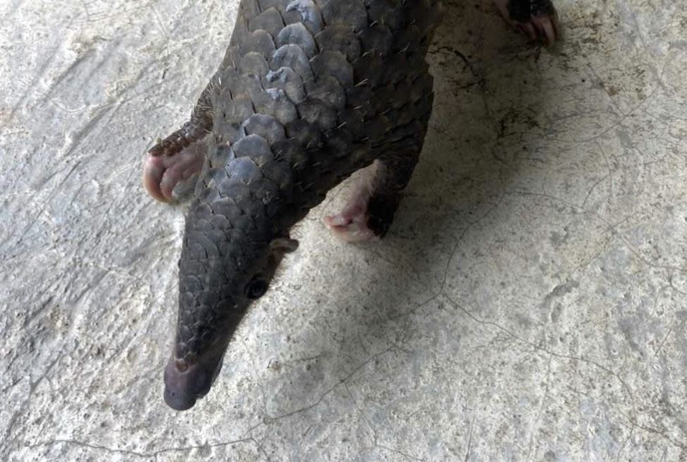 Te te quy hiem di lac vao nha dan hinh anh