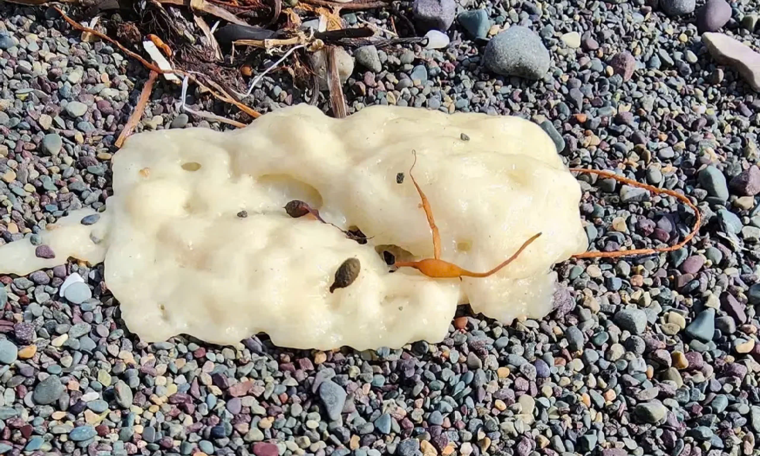 Vat the bi an dat vao bo bien gay sung sot hinh anh