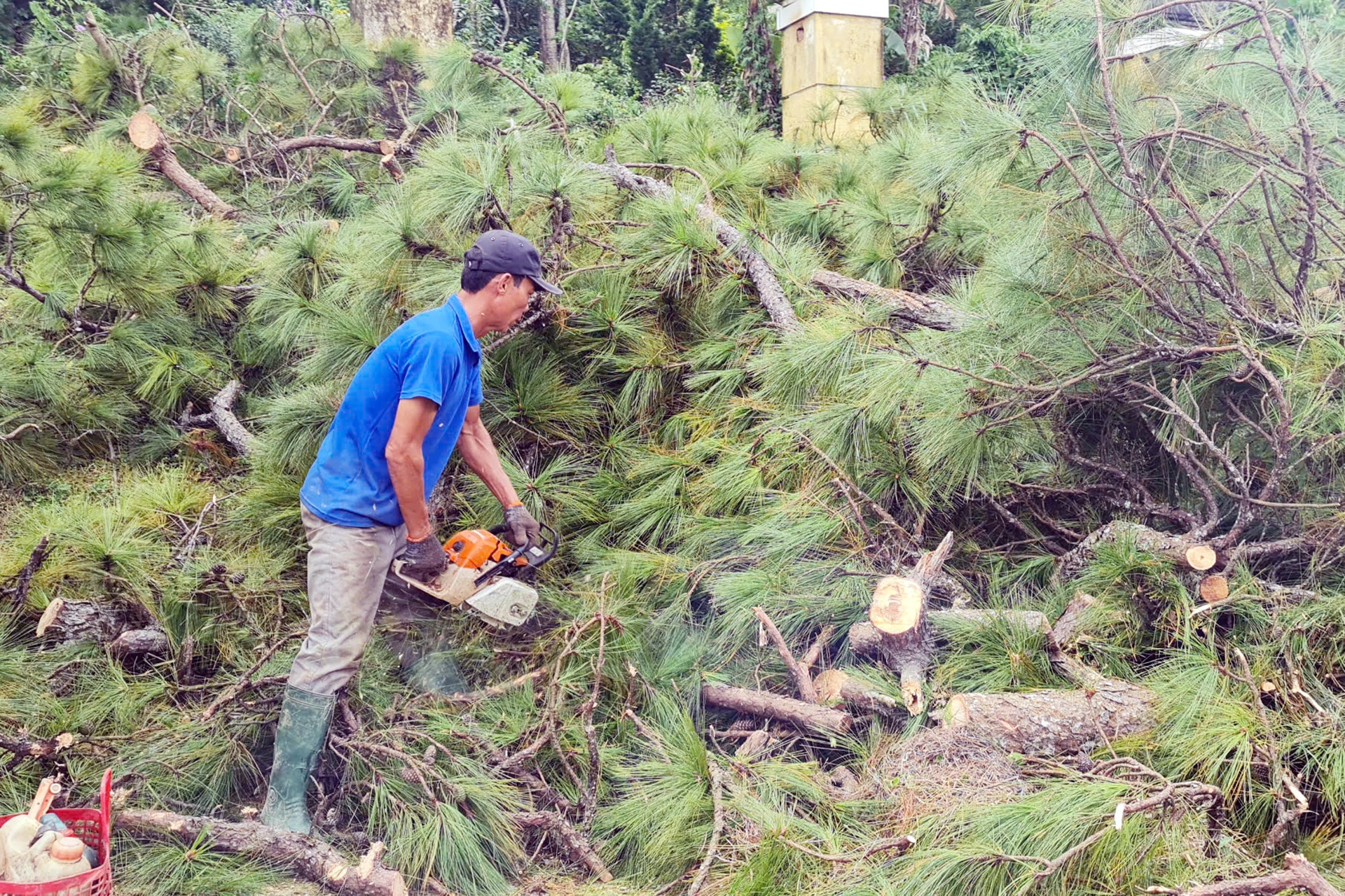 Don thong Da Lat anh 1