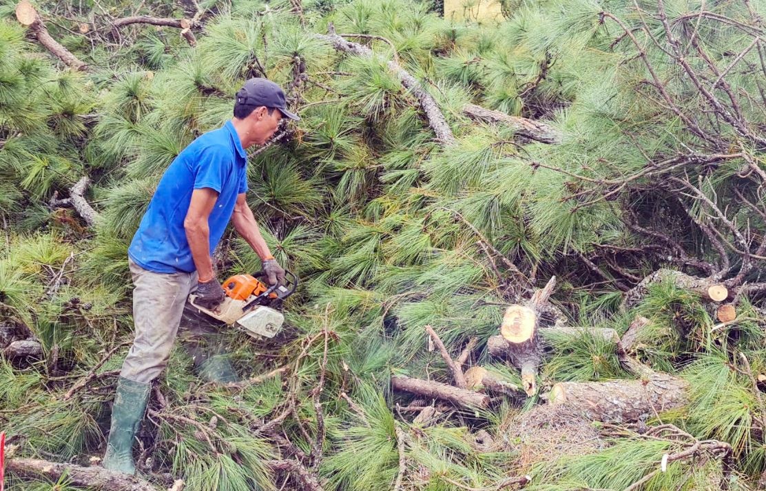 Hang chuc cay thong co thu bi don ha de mo rong duong o Da Lat hinh anh