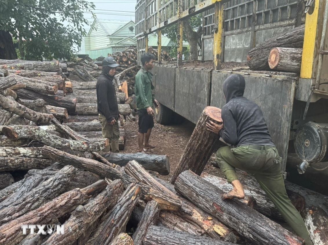Pha rung Gia Lai anh 1