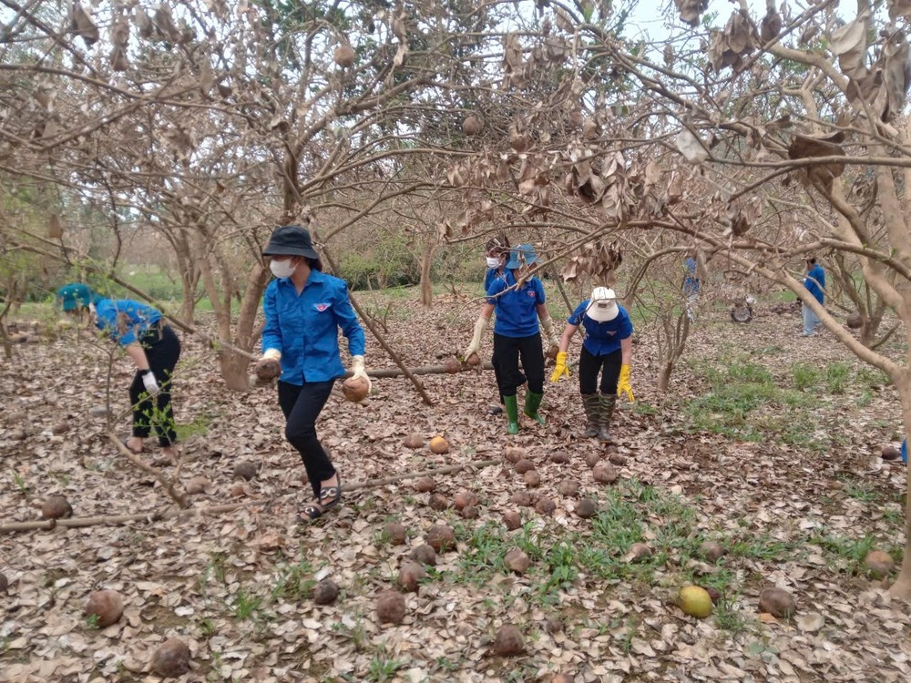 Buoi Doan Hung Bao Yagi anh 1