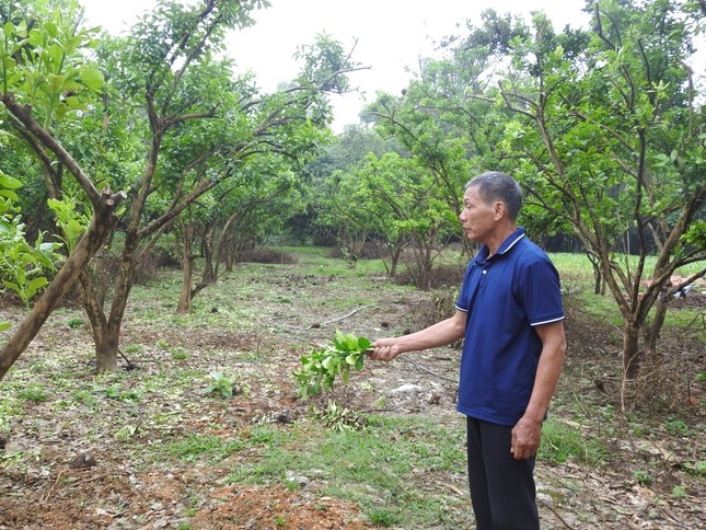 Buoi Doan Hung Bao Yagi anh 2