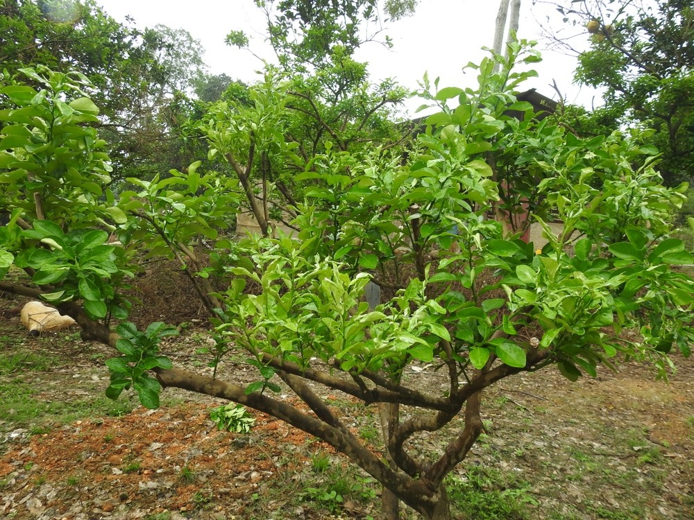 Buoi Doan Hung Bao Yagi anh 3