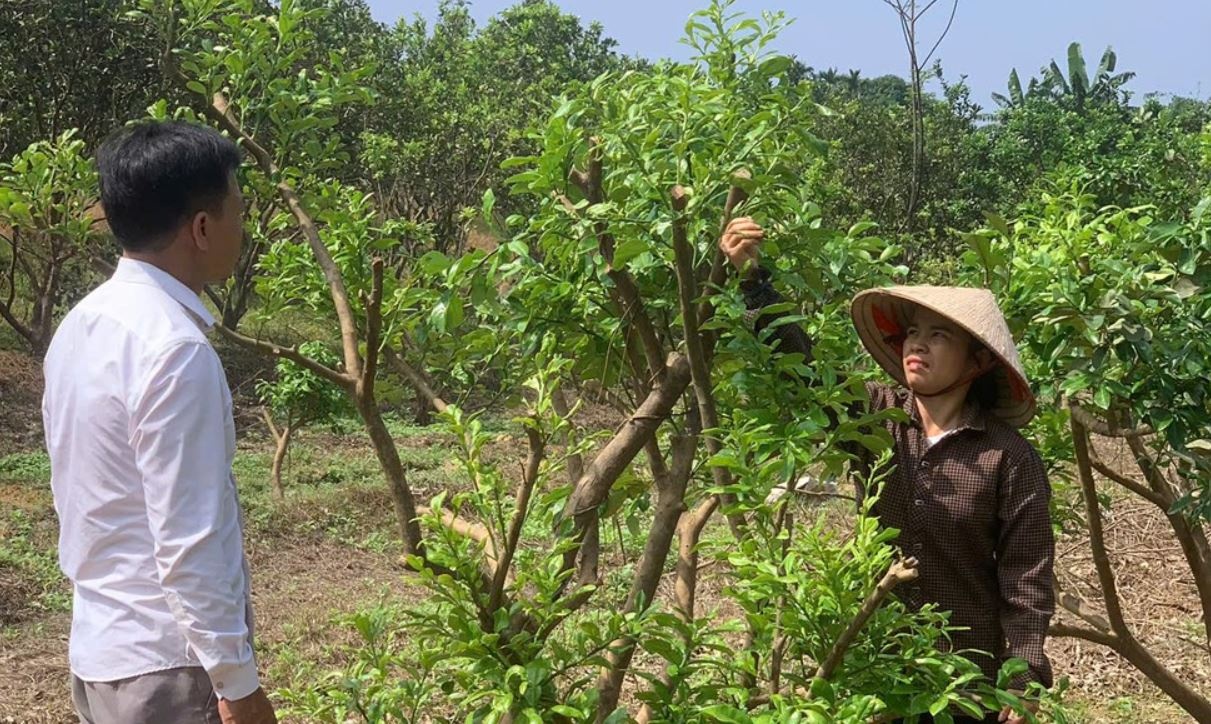 Dac san noi tieng dat To hoi sinh sau bao Yagi hinh anh