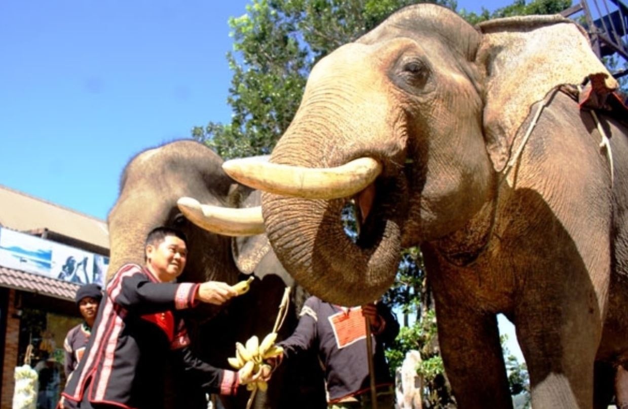 Nguoi so huu nhieu voi nhat Viet Nam da khuat nui hinh anh