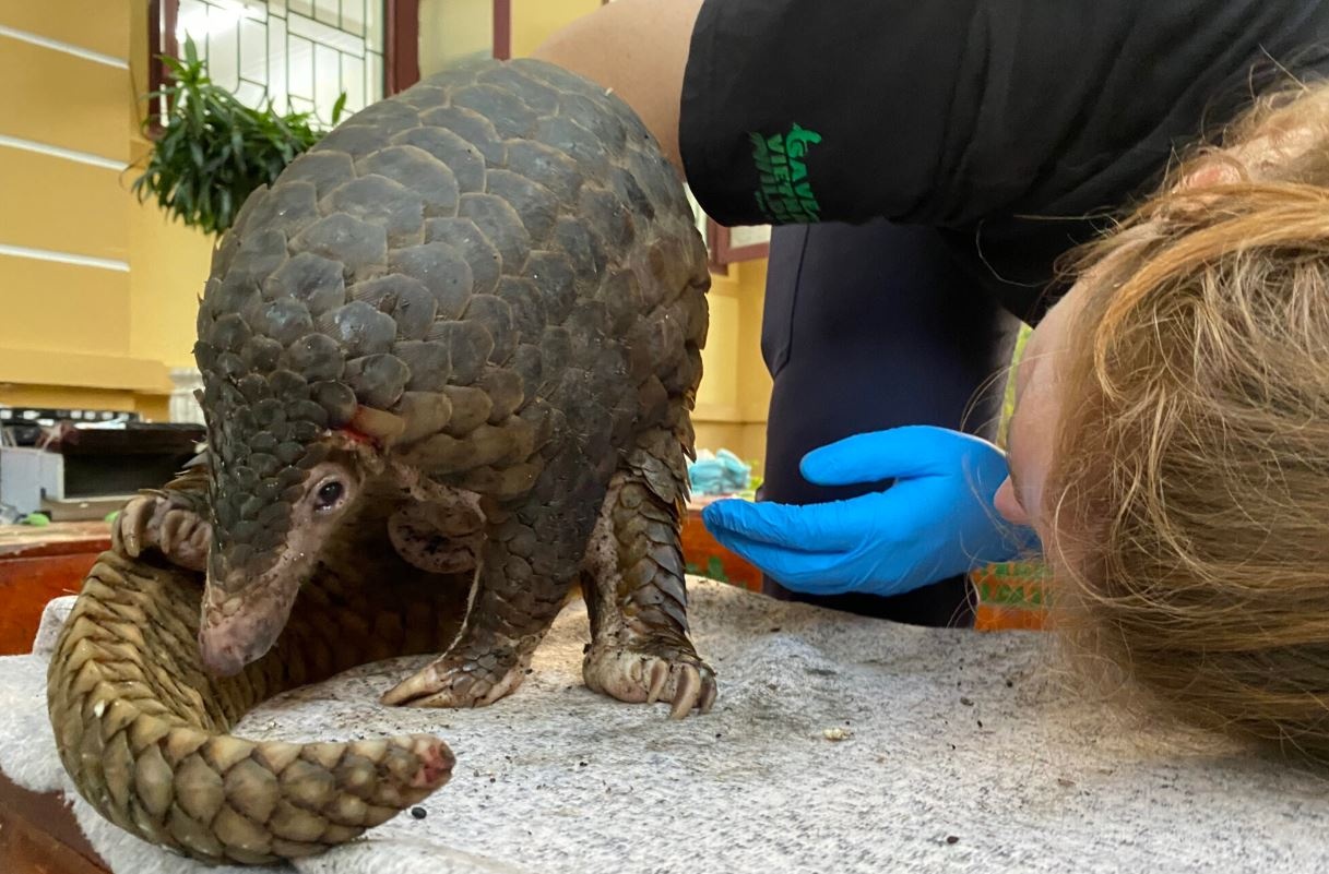 Giai cuu 11 ca the te te cuc ky quy hiem hinh anh