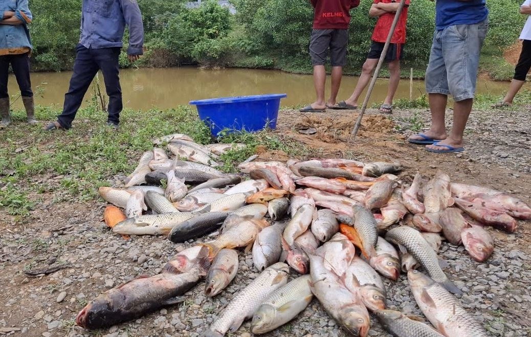 Thu doan tinh vi cua ke dau doc ao ca hang xom o Nghe An hinh anh