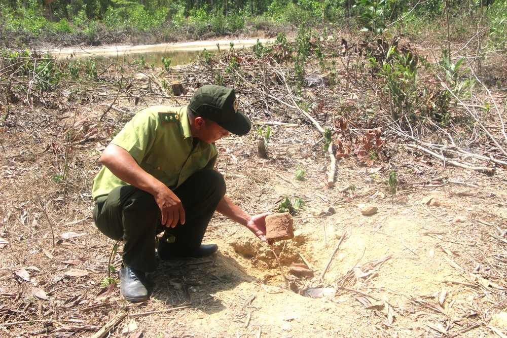 Voi rung Dong Nai anh 9