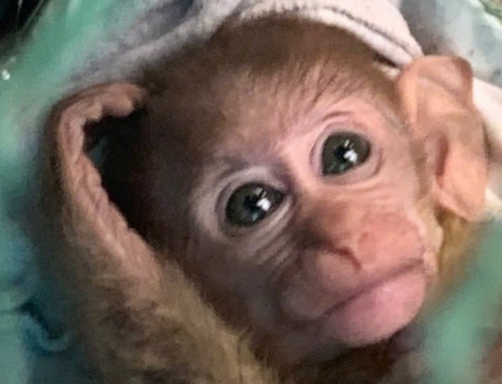 Mua khi bi thuong ve nuoi, phat hien la loai quy hiem hinh anh