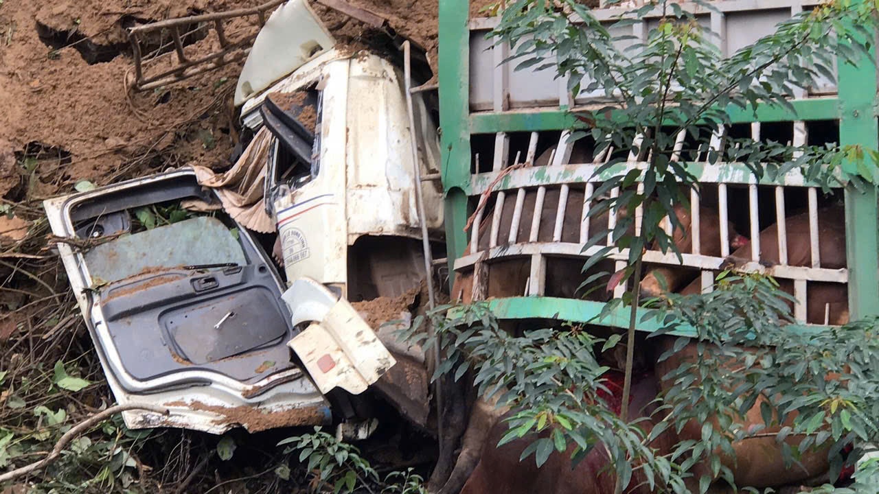 Xe tai cho 30 con bo roi xuong chan doi, tai xe tu vong tai cho hinh anh