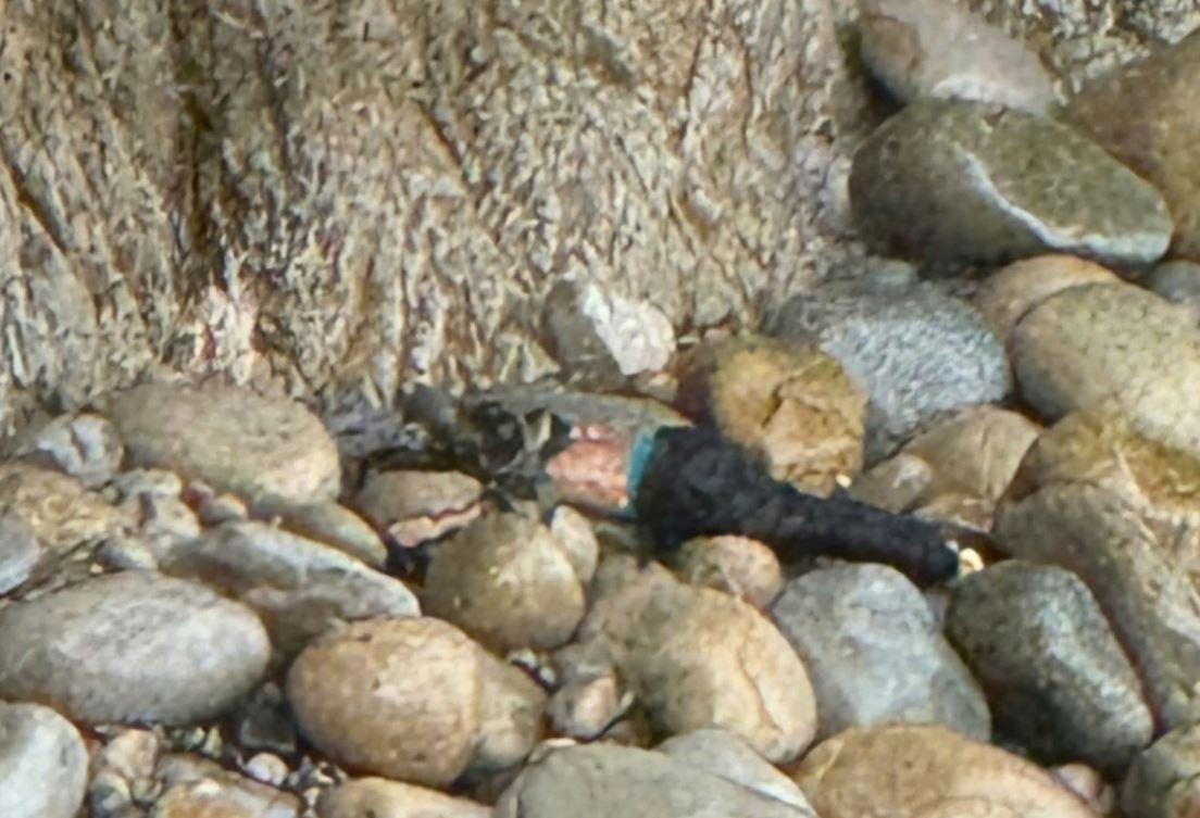 Di dao cay canh, nguoi dan ong roi xuong vach nui o Binh Dinh hinh anh