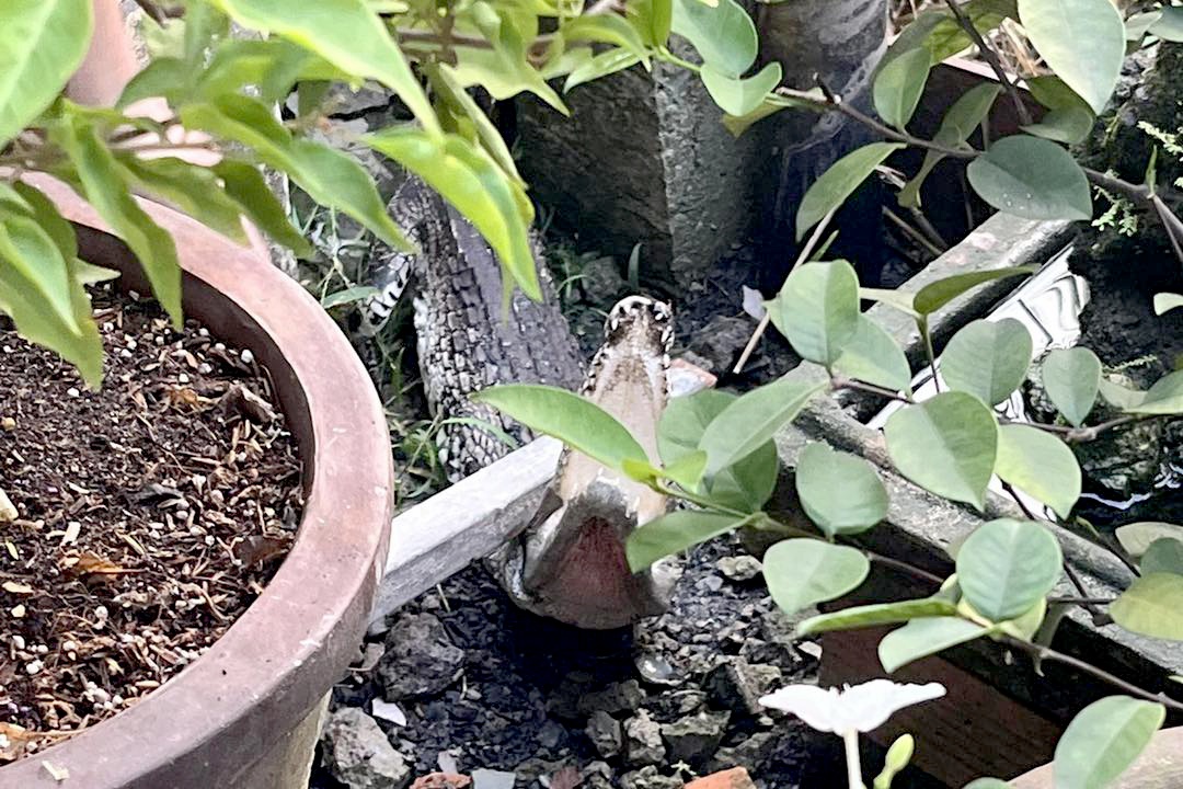 Ca sau quan 12 TP.HCM anh 1