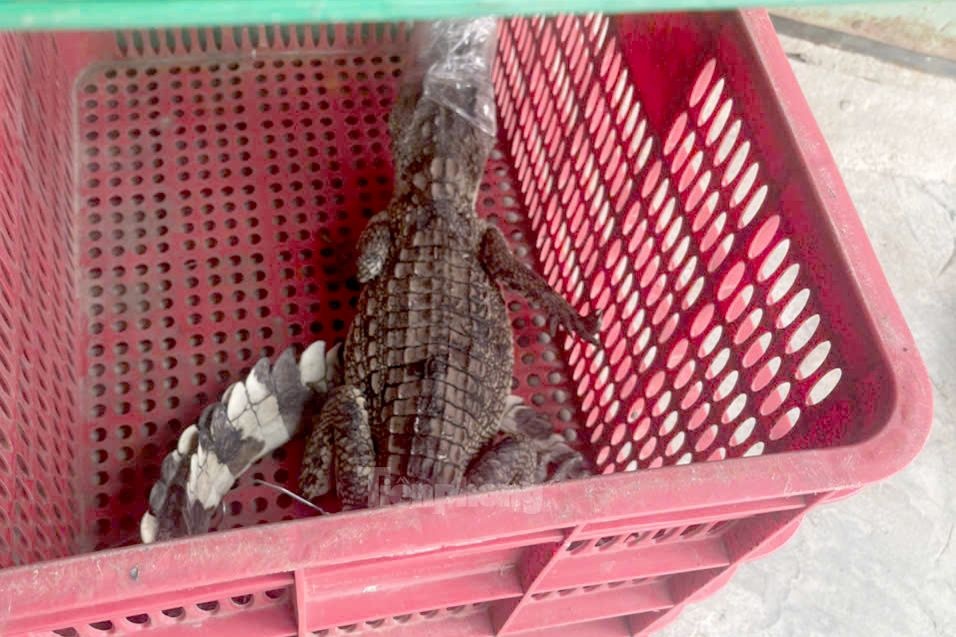 Ca sau quan 12 TP.HCM anh 2