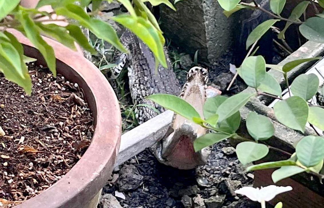 Ca sau bo vao vuon nha dan o TP.HCM hinh anh